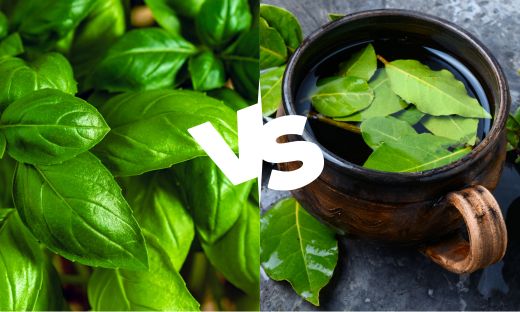 Bay Leaves Vs Basil What s the Difference iSpice You