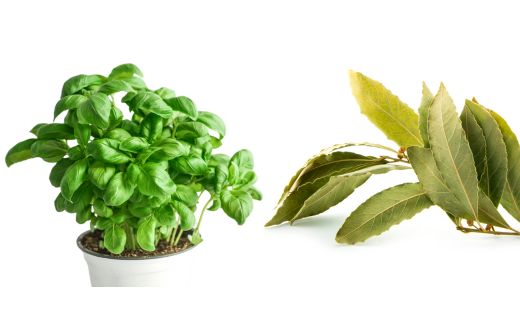 Is Bay Leaves and Basil the Same iSpice You