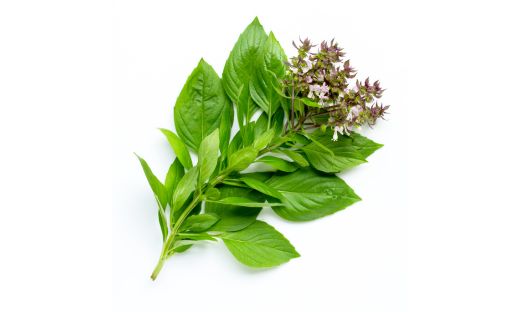 The Wonders of Thai Basil A Unique Herb with a Kick iSpice You