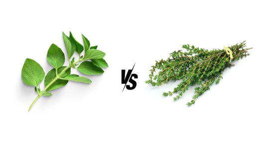 Oregano vs Thyme: What you need to know