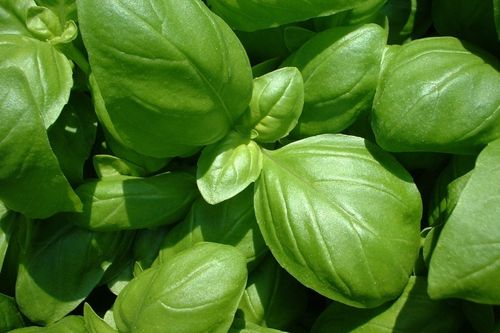 basil seeds in hindi. basil flavor profile iSpice You