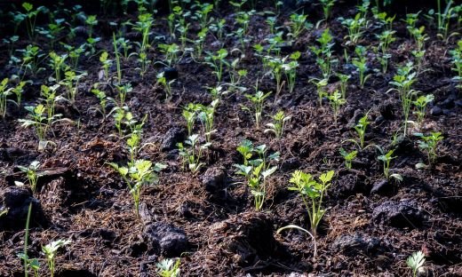 How to Grow Coriander in Your Home Garden