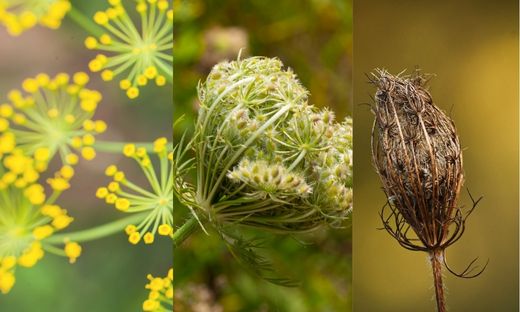 Harvesting of caraway