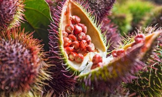 How we can use annatto seeds