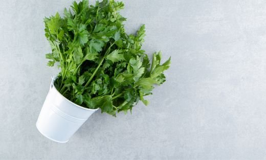 Micro Cilantro: A Petite Powerhouse of Flavor