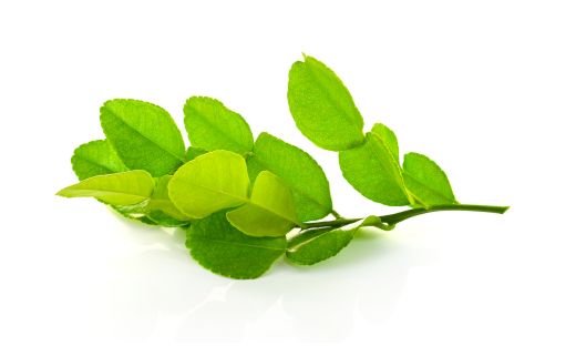 The Role of Kaffir Lime Leaves in Thai Cuisine: A Zesty Delight