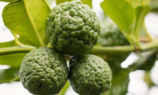 Getting to Know Makrut Lime: The Fragrant Citrus of Asian Cuisine