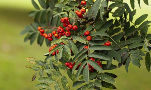 Allspice Tree: Exploring the Source of a Versatile Spice