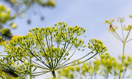 Exploring the Aroma: Why Dill Seed Smells Unique