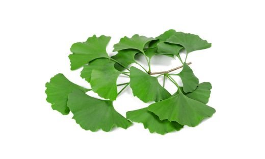 what is ginkgo biloba?