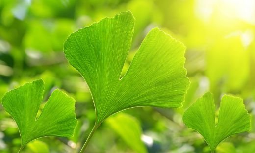 Ginkgo biloba: The Oldest Living Tree Species.