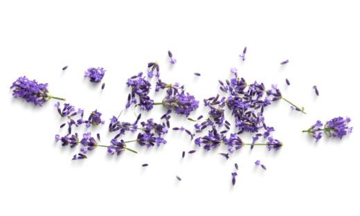 The History and Origins of Lavender