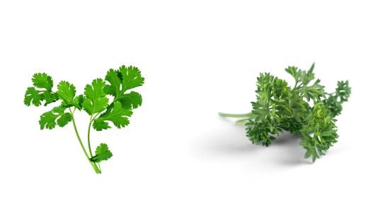 Parsley vs. Cilantro