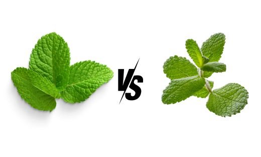 Mint vs. Peppermint