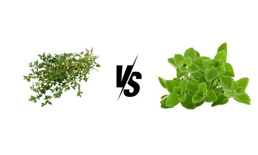 Thyme vs. Marjoram