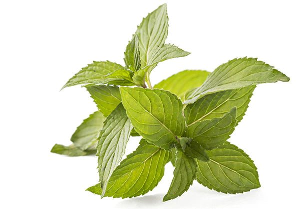 Spearmint