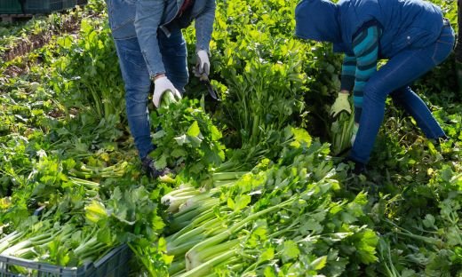 A Guide to Growing and Harvesting Celery Seed