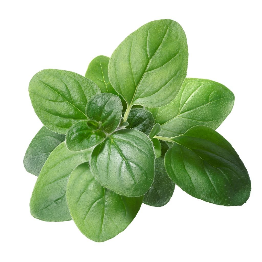 Uses of oregano leaves Culinary applications of oregano leaves Cooking with oregano leaves Flavor profile of fresh oregano leaves Incorporating oregano leaves in dishes Oregano leaves in Mediterranean cuisine Oregano leaves in Italian recipes Fresh oregano and its aroma