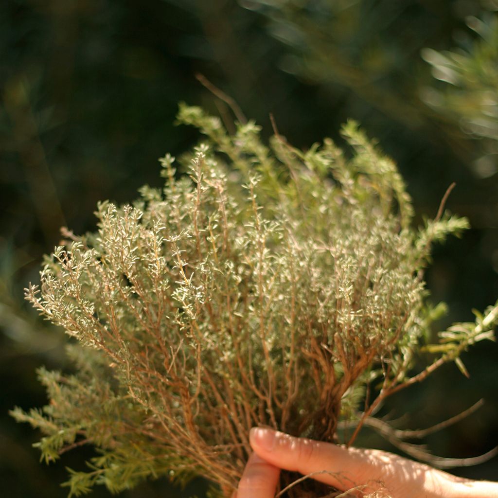 Herbes de Provence for roasted meats Herbes de Provence for poultry Herbes de Provence for vegetable dishes Herbes de Provence for marinades Herbes de Provence for dressings Herbes de Provence for enhancing flavors Herbes de Provence&#39;s culinary impac